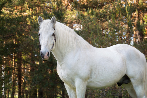 Konstfotografi white draft Persheron stallion posing near forest.