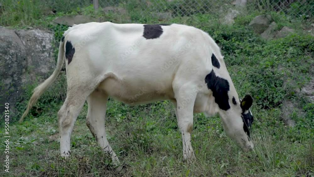 cow walking in the village. cow walking in the village.