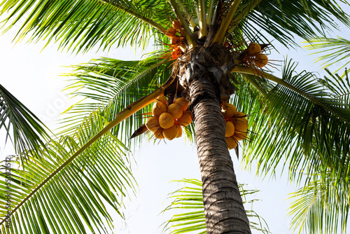 Coconut tree with bunches of yellow coconut fruits