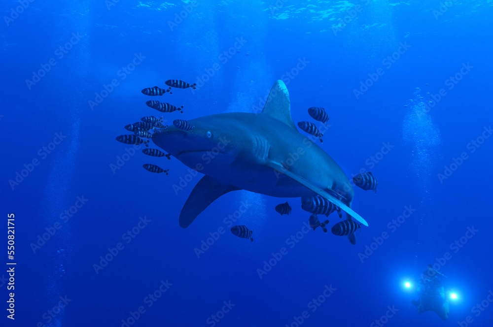 Fototapeta premium Langimanus ocean whitetip shark with pilot fish in the deep, Daedalus reef, Red Sea, Egypt.