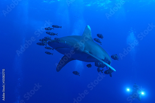 Langimanus ocean whitetip shark with pilot fish in the deep, Daedalus reef, Red Sea, Egypt.