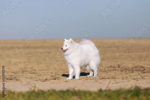 Samoyed dog on the meadow. Fluffy pet. White furry dog on the field