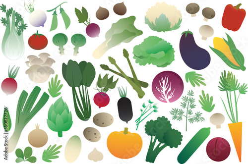 Vegetable vector set on white background