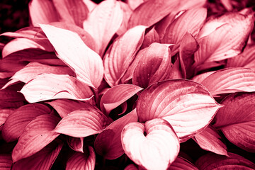 Acrylglasbilder Pantone 2023 Viva Magenta Hosta with green and yellow leaves  © petrrgoskov
