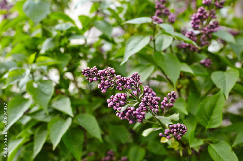 Beautiful lilac flowers branch on a green background, natural spring background. Blooming lilac bush with tender flower. Selective focus, blurred background Beautiful lilac flowers branch on a green background, natural spring background. Blooming lilac bush with tender flower. Selective focus, blurred background