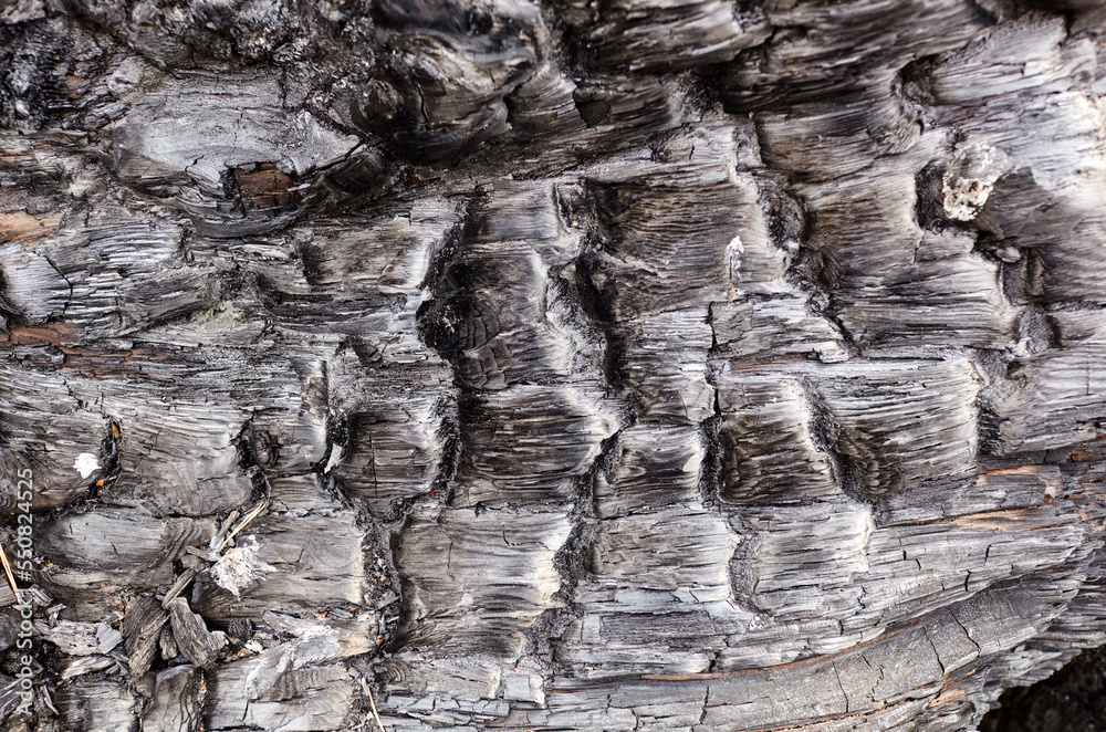 Burnt tree bark background. Tileable texture of burnt wood. Selective focus Burnt tree bark background. Tileable texture of burnt wood. Selective focus