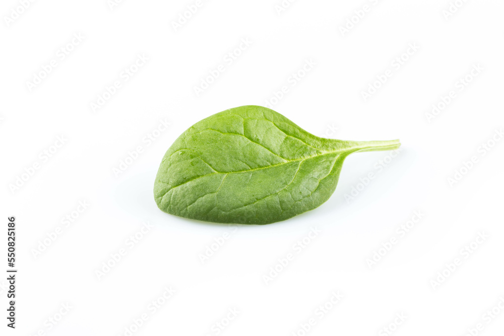 Green spinach on a white background Green spinach on a white background