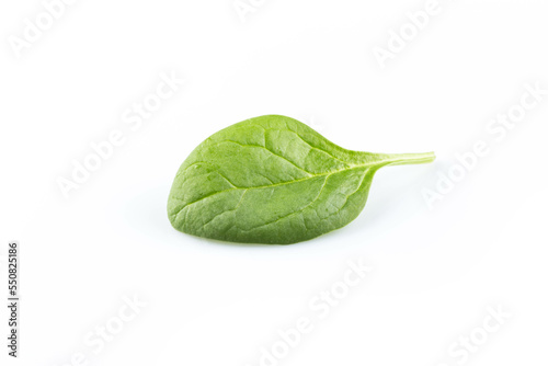 Green spinach on a white background