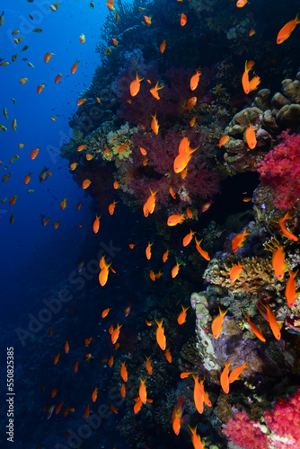 Underwater World. Coral fish and reefs of the Red Sea.Underwater background.Egypt 