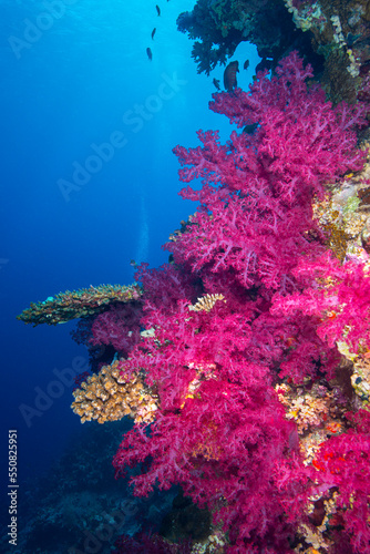 Fototapeta Naklejka Na Ścianę i Meble -  Underwater World. Coral fish and reefs of the Red Sea.Underwater background.Egypt	
