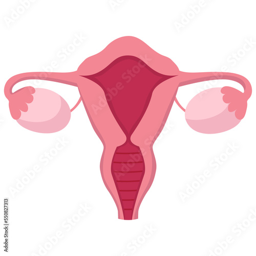 Vector female cartoon uterus icon isolated on white background. Woman reproductive system anatomy organ