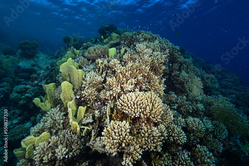Underwater World. Coral fish and reefs of the Red Sea.Underwater background. Egypt 