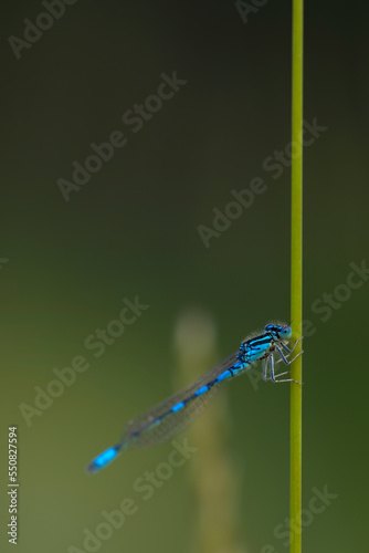 vertical macro photograph of a dragonfly perched on a grass. original and artistic composition generating diagonal lines. © ZiortzaEguzkitza
