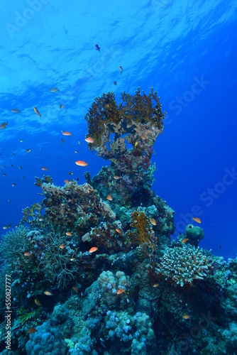  Underwater World. Coral fish and reefs of the Red Sea.Underwater background. Egypt 