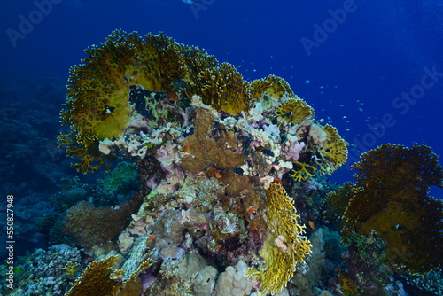  Underwater World. Coral fish and reefs of the Red Sea.Underwater background.  Egypt 