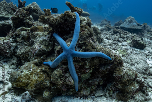 Photography Underwater photography coral reef animals