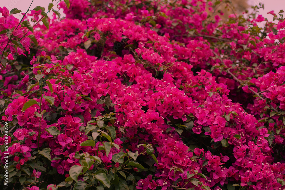 Fototapeta premium Bougainvillea plant with viva magenta colored leaves. Nature in trendy color palette. Tropical floral background and texture. 