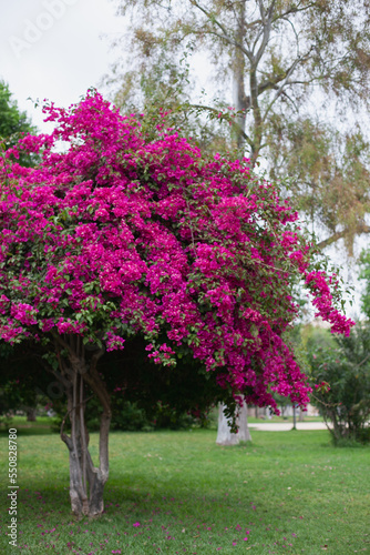 Bougainvillea plant with viva magenta colored leaves. Nature in trendy color palette. Tropical floral background and texture. 