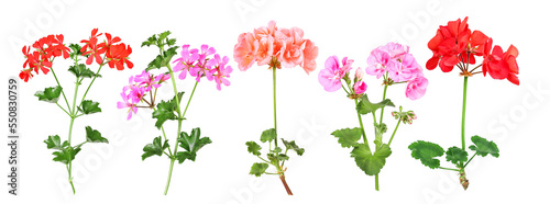 Selection of different geranium varieties, transparent background photo