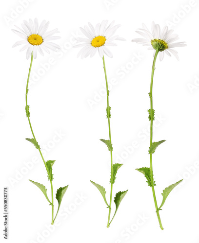 White marguerites from different sides, transparent background photo
