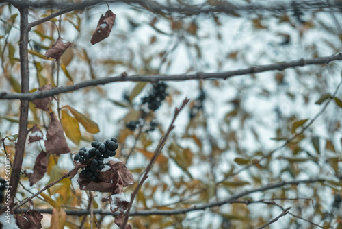 Black berries under snow in winter Natural background