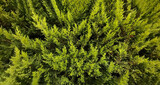 Natural frn, branches of green arborvitae. selective focus