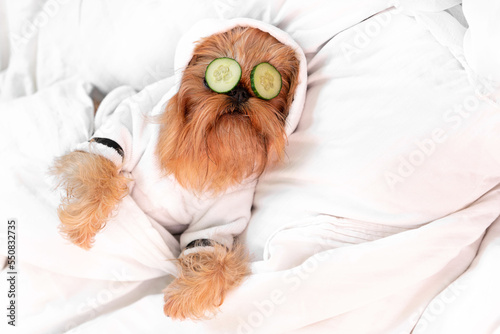Brussels Griffon dog breed lies on the bed, on the face with a cucumber