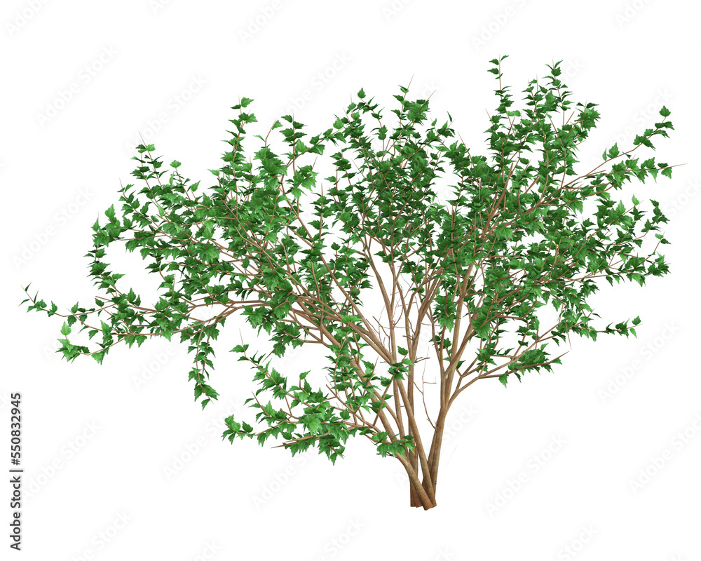3d render : Tree plant with foliage isolated on white background, PNG transparent for graphic resources