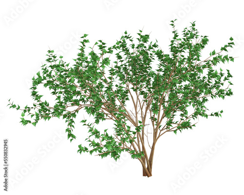 3d render   Tree plant with foliage isolated on white background  PNG transparent for graphic resources