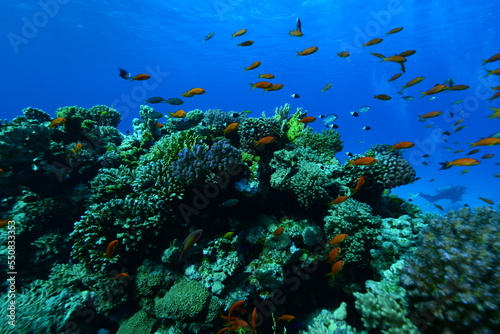 Fototapeta Naklejka Na Ścianę i Meble -  Underwater World. Coral fish and reefs of the Red Sea.Underwater background.Egypt	