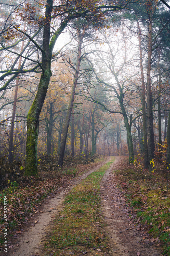 Mglisty poranek późną jesienią w podwarszawskim Kampinoskim Parku Narodowym