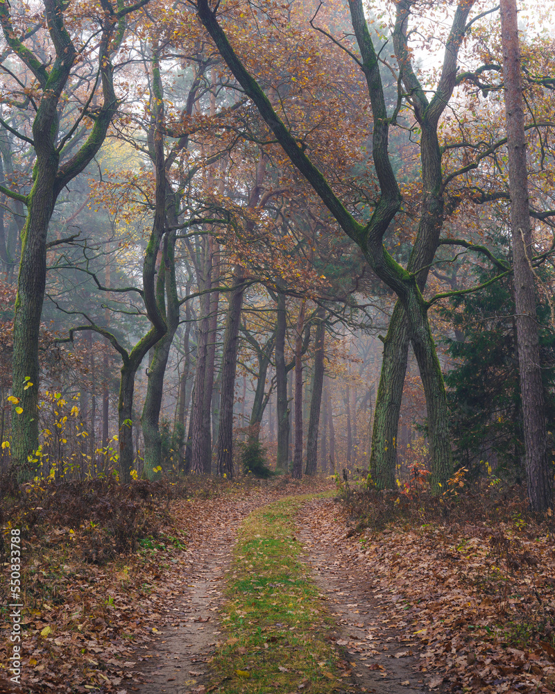 Mglisty poranek późną jesienią w podwarszawskim Kampinoskim Parku Narodowym
