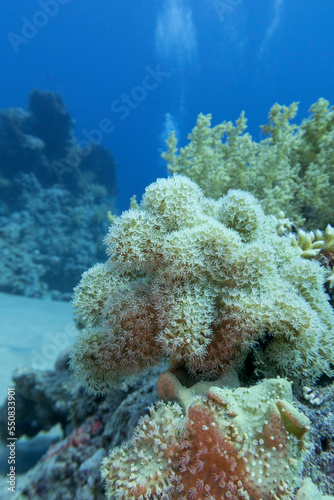 Colorful coral reef at the bottom of tropical sea  pulsating xenid coral  underwater landscape