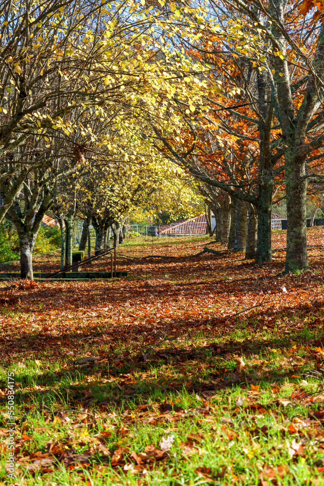 garden of trees showing their autumn colours
