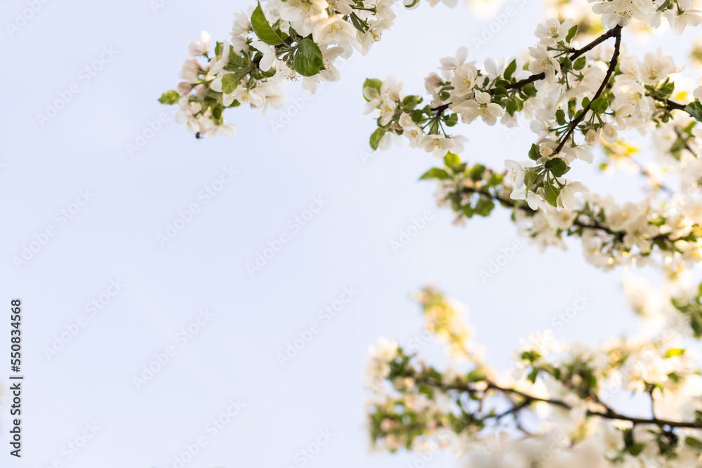 White flowers bloom in the trees. Beautiful blooming garden on a sunny day