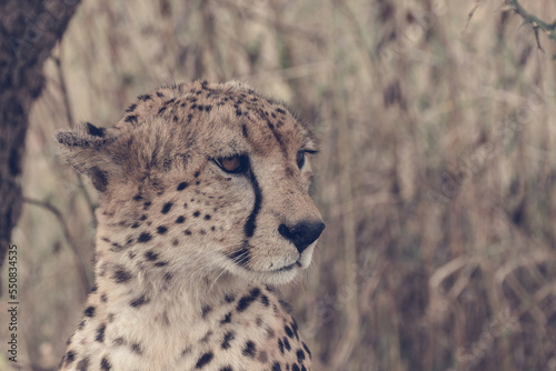 cheetah in the grass in Serengeti National Park