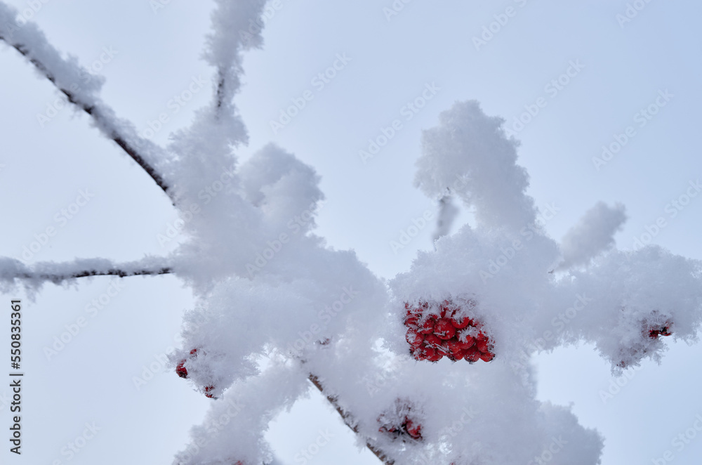 Frosted clusters of red rowan on branches Frosted clusters of red rowan on branches