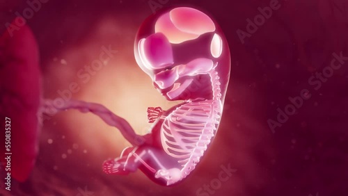 3d rendered medical animation of the skeletal system of an embryo at 10 weeks