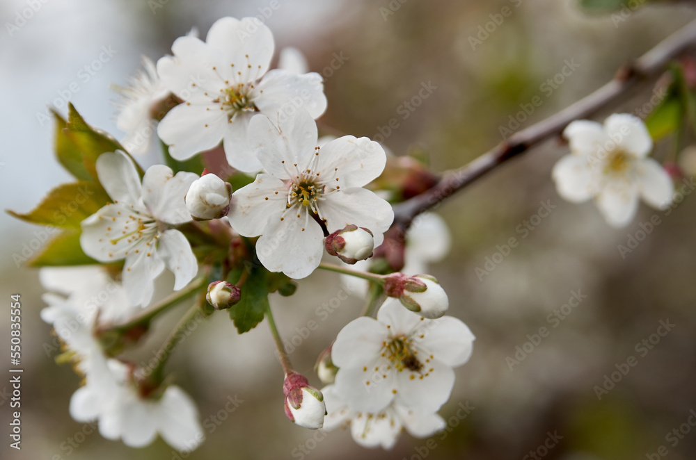 Close-up of white apple blossom in early spring