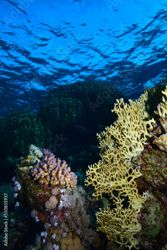  Underwater World. Coral fish and reefs of the Red Sea.Underwater background.Egypt 