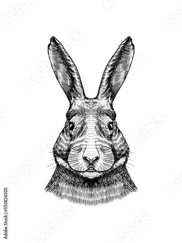 Wild hare or rabbit. Cute Bunny or coney. Hand drawn engraved old sketch for T-shirt, tattoo or label or poster. Animal is running. Vector illustration.