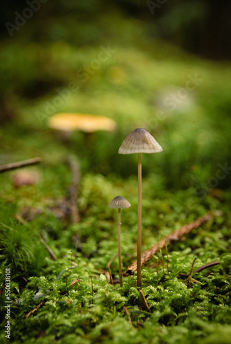 Kleiner Pilz im Wald