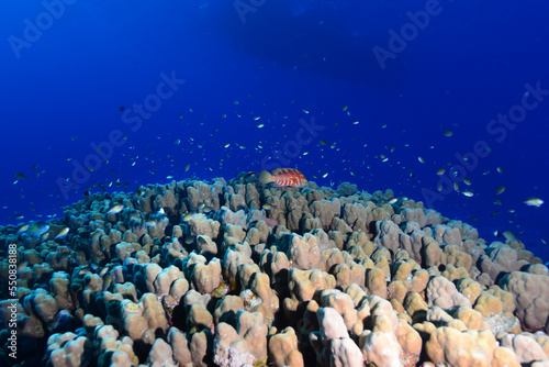 Underwater World. Coral fish and reefs of the Red Sea.Underwater background.Egypt	