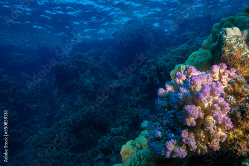 Underwater World. Coral fish and reefs of the Red Sea. Underwater background. Egypt 