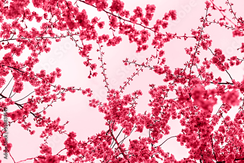 Viva Magenta color of the year 2023 Blooming sakura branches with pink purple flowers close-up against sky