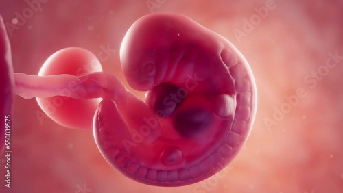 3d rendered medical animation of an embryo at 5 weeks of gestation photo