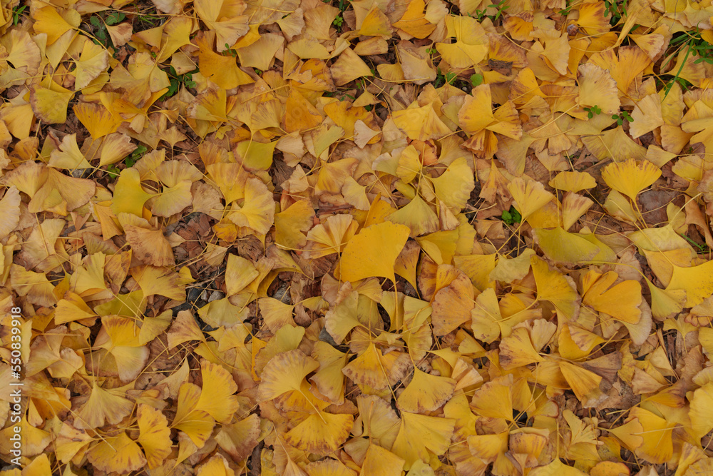 秋の紅葉 秋の紅葉