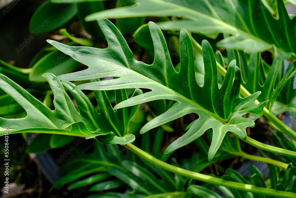 Obraz premium Leaf of philodendron xanadu for design advertising product, tropical plant, flat lay, beautiful nature tree exotic with large green leaves. Air purifier plant indoor for minimal design decoration