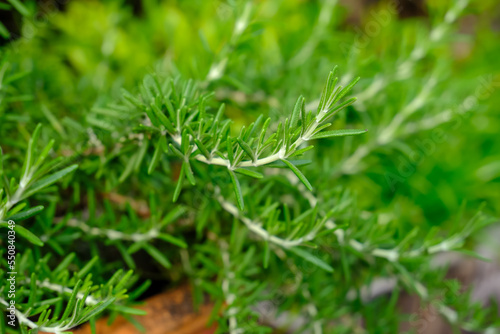 Fresh Rosemary Herb (Rosmarinus officinalis), selective focus on blurry background. Green leaf use as concept of minimalism background. Houseplant care concept, for modern interior decoration garden.