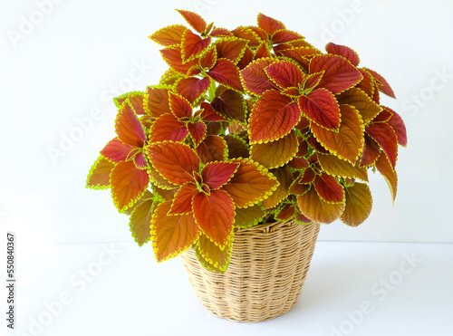 Coleus or Painted Nettle tropical tree (Plectranthus scutellarioides) are Lamiaceae family plant. Orenge, brown leaves houseplant growth in rattan pot, isolated on white backgroud photo